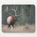 Search for danita delimont mouse mats Big