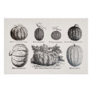 Search for melons posters Vintage