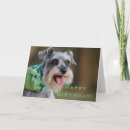 Search for miniature schnauzer birthday cards Animal