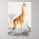 Search for giraffe drawings posters Nature