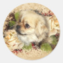 Search for tibetan spaniel stickers Pet