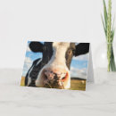 Search for cows cards Holstein