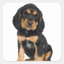 Search for rottweiler puppy stickers Animal