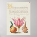 Search for botanical illustration posters Plants