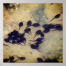Search for tadpole posters Toad
