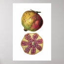 Search for pomegranate fruit posters Orange