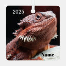 Search for australian christmas tree decorations Nature