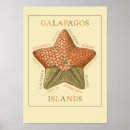 Search for galapagos posters Reptile