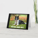 Search for border collie birthday cards Photography