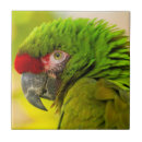 Search for cathy tiles Bird
