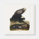 Search for skunk magnets Mephitis mephitis