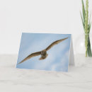 Search for bird flight cards Wildlife