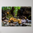 Search for tree stump posters Foliage