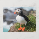 Search for puffin postcards Animals