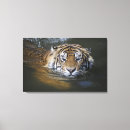 Search for sumatra posters Wildlife