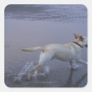 Search for full length stickers Water