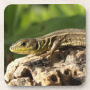 Search for lizard coasters Wildlife