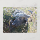 Search for masai mara postcards Savanna