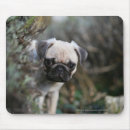 Search for fawn pug mouse mats Puppies