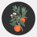 Search for fruit star stickers Orange