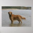 Search for retreivers posters Flat coated golden