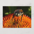 Search for macro horizontal postcards Bug