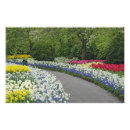 Search for grape hyacinth posters Lisse