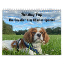 Search for spaniel calendars Cavalier king charles spaniel