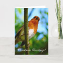Search for wild animal christmas cards Birds