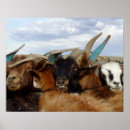 Search for nomadic posters Steppe