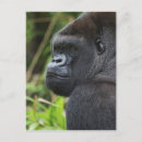 Search for silverback gorilla postcards Mammal