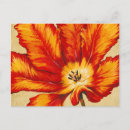 Search for parrot horizontal postcards Tulip