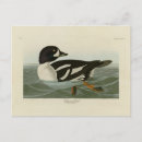 Search for barrow horizontal postcards Bird