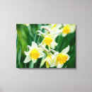 Search for daffodil art Nature