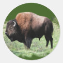 Search for american bison stickers Western