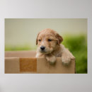 Search for golden retriever posters Animal