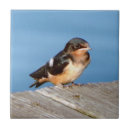Search for swallow tiles Nature