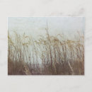 Search for beach grass postcards Beaches