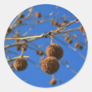 Search for maple trees stickers Outdoors