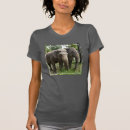 Search for asian elephant Asian elephants