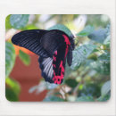 Search for mormon mouse mats Butterfly