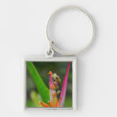 Search for red eye key rings Wildlife