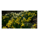 Search for yellow daffodil flowers posters Nature
