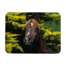Search for stallion magnets Equestrian