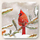 Search for birdwatcher coasters Animal