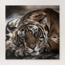Search for tiger face puzzles Nature