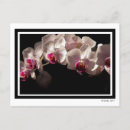Search for black and white pink postcards Nature