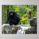Search for primate posters Wild