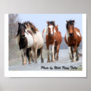 Search for island pony posters Beach