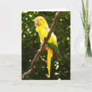 Search for aviary cards Yellow